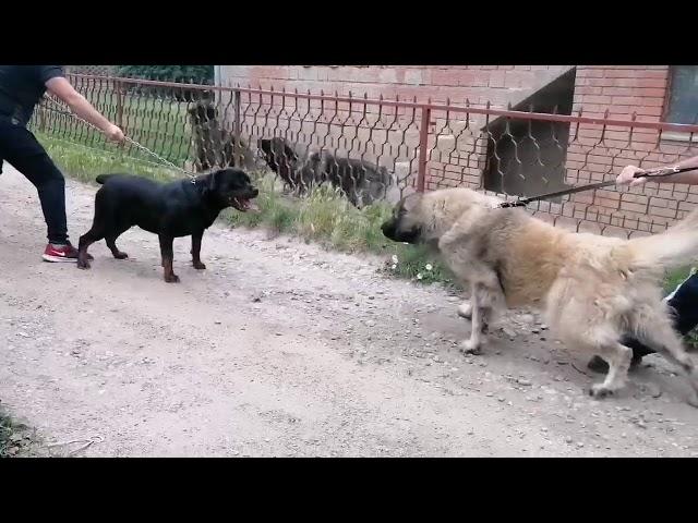 Rottweiler vs Illyrian Shepherd ( show off dominance )