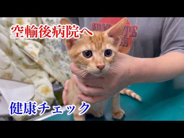 【行き場のない子猫14匹を空輸】羽田から病院へ直行しました（病院編②）