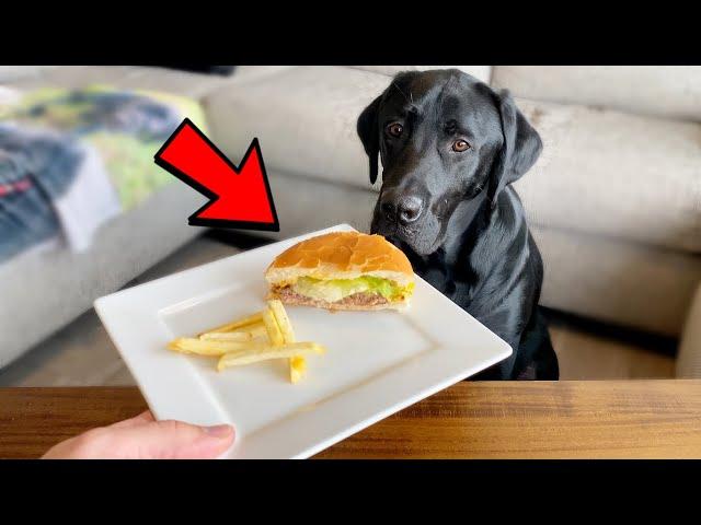 LABRADOR TRIES IN N OUT BURGER FOR THE FIRST TIME!!