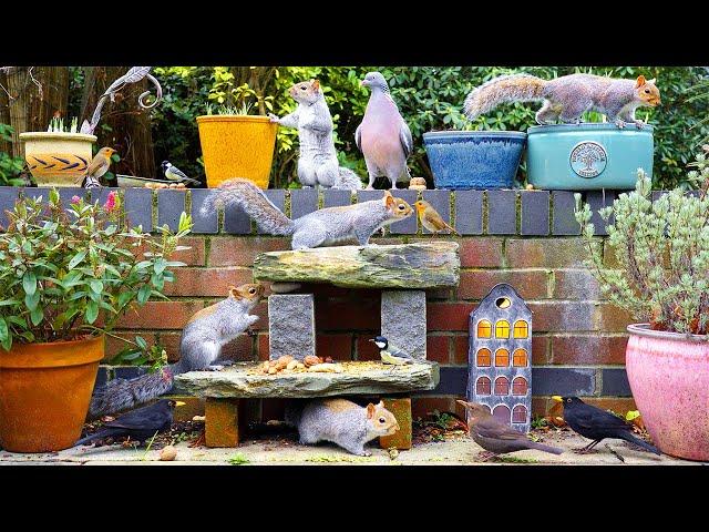 Relaxing Cat TV ️ Birds & Squirrels Frolic on a Wall ️ Cat TV For Cats To Watch (4K HDR)