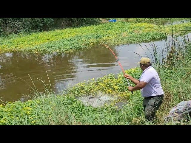 Fabulous Catching Big Catfishes & Tilapia in Village Pond|Small Single Hook fishing video in Pond