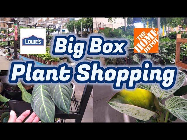Big Box Plant Shopping || Houseplants at Lowes || Houseplants at Home Depot