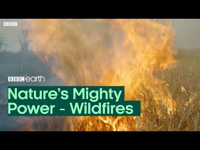 Nature's Mighty Power: Wildfires | BBC Earth