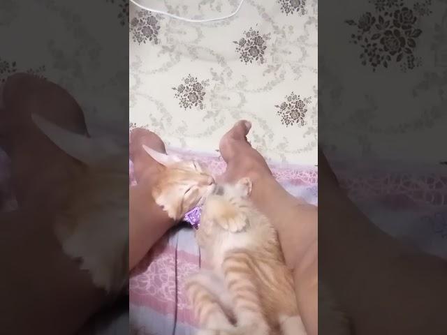 #hashtags #cat #cute