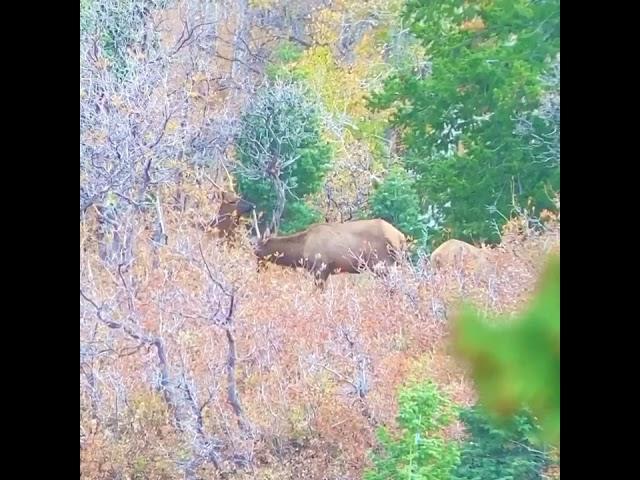 Spike Elk 30-378 Weatherby