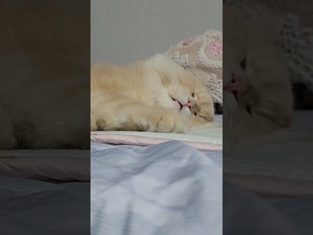 행복한 꿈꾸는 고양이 구름이 #고양이 #cat #동물 #cute #pets