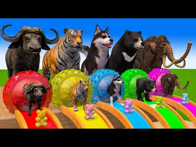 5 Giant Duck, Monkey,Piglet, Cow, Elephant, Tiger, Dinasaur Transfiguration funny animal 2023