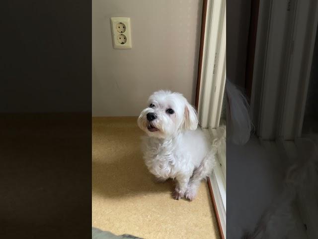 말티즈는 참지 않긔
