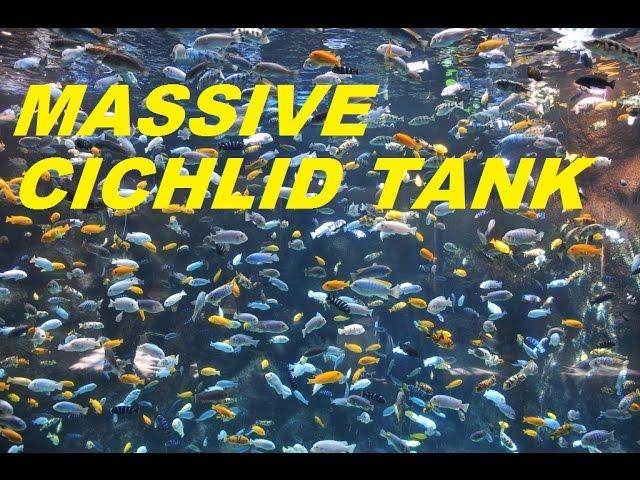 LARGEST AFRICAN CICHLID AQUARIUM TANK