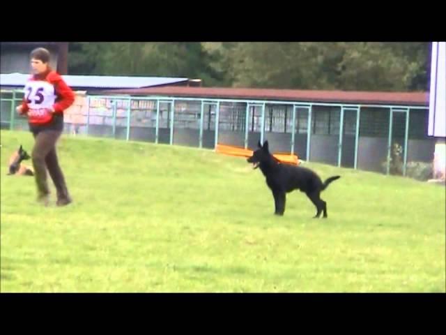 Vrisco Niox - MM MSKS 2013 - obedience