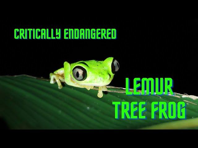 Searching for the Critically Endangered Lemur Tree Frog