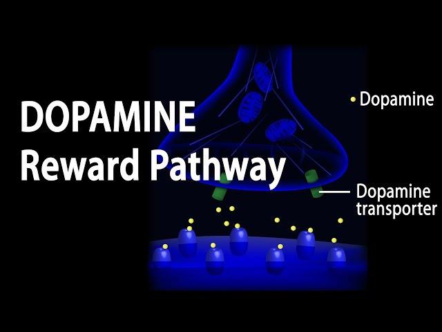 Neuroscience Basics: Dopamine Reward Pathway, Animation.