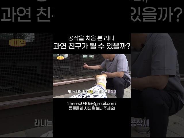 공작(?)을 처음 본 라니 과연 친구가 될 수 있을까?