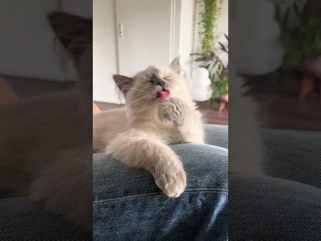 Cleaning from 9 to 5 #kittenlove #ragdoll #catlover #kittenfun #catsofday #ragdoll_cats_of_tiktok