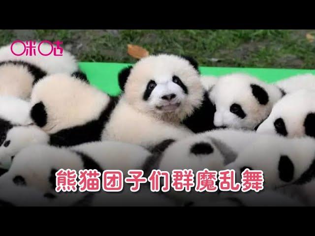 熊猫团子们群魔乱舞，好想加入其中啊！ These pandas are so cute.