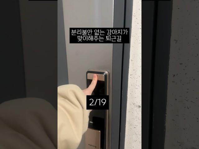 할머니는 항상 이런기분이었을까..?️#웰시코기 #분리불안