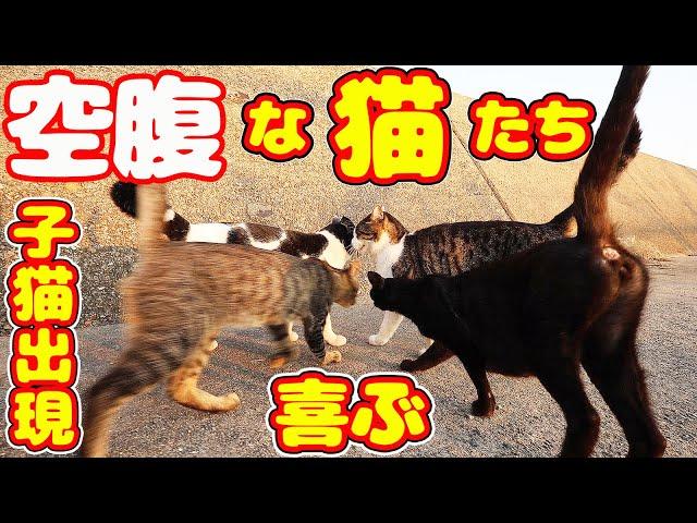 空腹な猫 子猫たちにご飯あげたら・・・ TNR完遂のさくらねこコロニーに捨て猫から野良猫が増えてしまった 癒され野良猫動画 感動猫動画