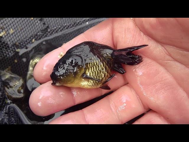 baby black ranchu