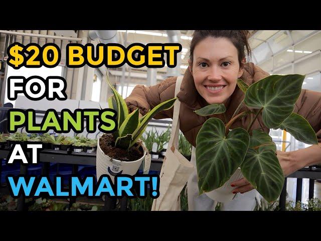 $20 Budget For Plants From Walmart! Big Box Plant Shopping - Indoor Plants - Walmart Finds