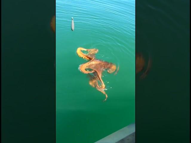 not what i expected to catch on a whole squid... a true kraken