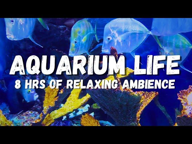 Aquarium Relaxing Water Sounds: 8 Hours Underwater Ambience ASMR