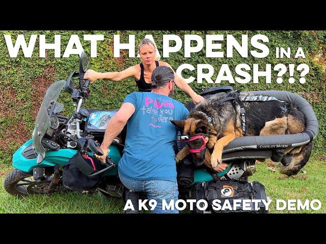 What happens to your DOG  in a MOTORCYCLE CRASH?