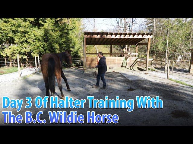 Day 3 Of Halter Training With The B.C. Wildie - Part 3