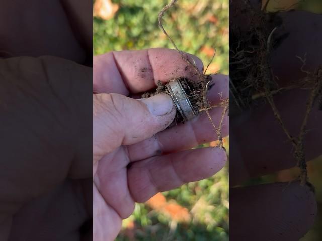 Metal detecting Benicia, am I the ring lord #metaldetecting #park