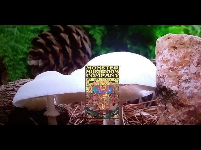 Monster Mushroom Company™ Deluxe Kit Unboxing