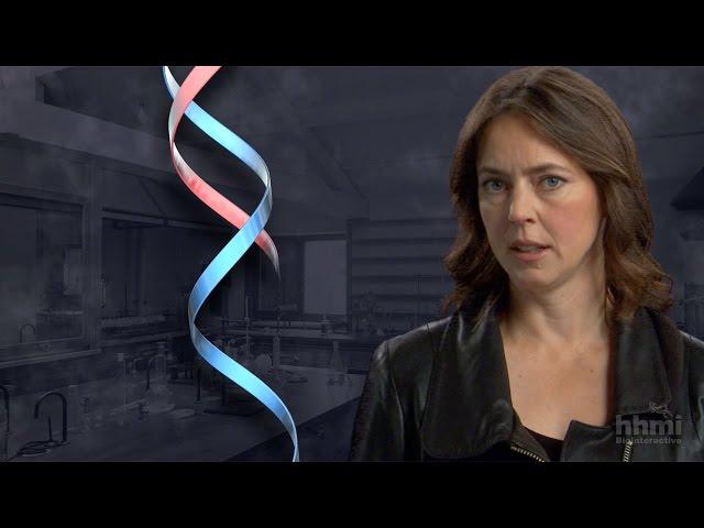 The DNA Double Helix Discovery — HHMI BioInteractive Video