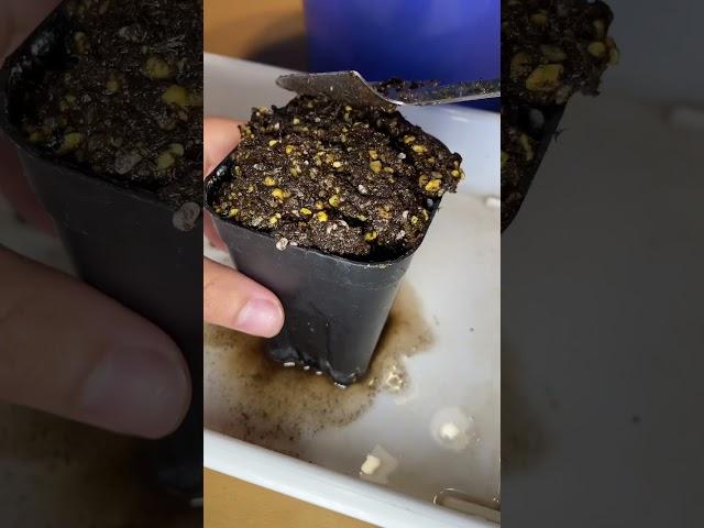 Repotting VFT ハエトリソウの植え替え#carnivorousplant #食虫植物 #ハエトリソウ #dionaeamuscipula #plants #観葉植物 #repotting