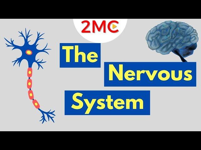 What is the Nervous System | Nervous System Basics