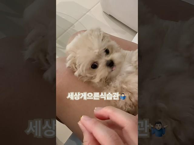 #강아지 #반려견 #댕팔 #멍팔 #멍팔맞팔 #말티푸 #토리 #토리의게으른하루 #잘먹어라강아지야