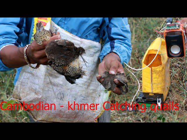 How to Find quail - Cambodian - khmer Catching Birds - Find quails in Pailin Province