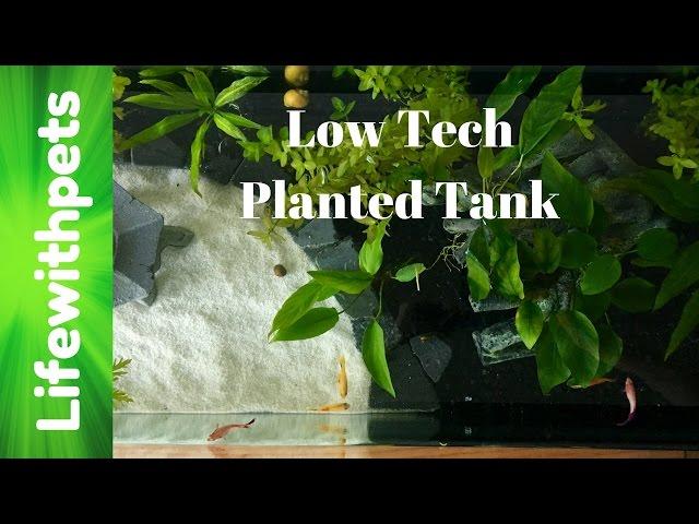 Low Tech Planted Aquarium  (20 Gallon Betta  Community tank)