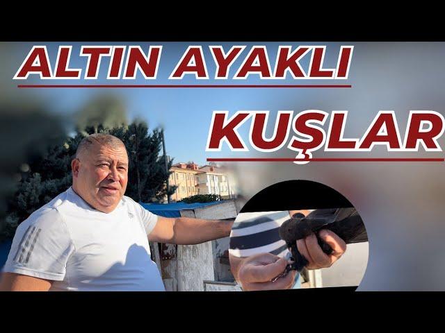 24 AYAR ALTIN BİLEZİKLİ KUŞLAR - ÜNAL AYNACIOĞLU KÜMES ZİYARETİ OYUNKUŞU UÇUMU