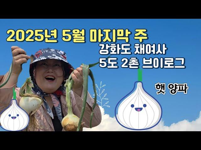 5월 마지막주 햇양파 뽑아봤슈! 정원엔 예쁜꽃 한가득! #5도2촌 #강화도채여사 #채송화tv #핑크농막