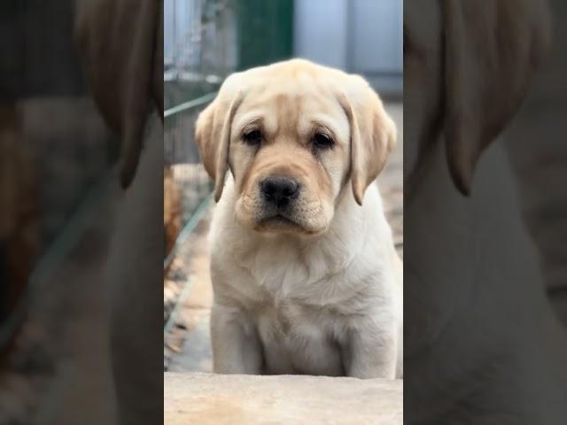 Швепс Лекс Фати #лабрадор #labrador #puppy #щеноклабрадора
