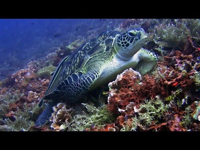 Diving Gili Islands - Turtle Point