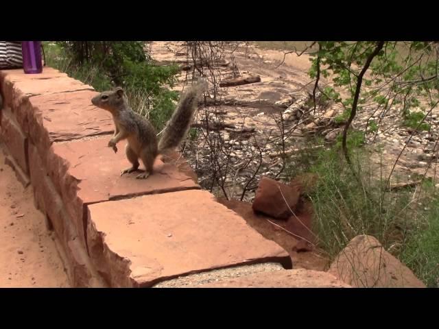 Zion National Park. Utah. USA Funny squirrel.
