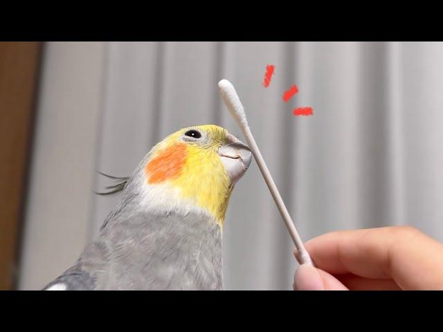 新しいふれあいに、くちばしダイレクトコンコンが加わりました【オカメインコ】