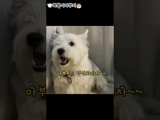 때창 전문 가수 희복이아부지 :) #westie #화이트테리어 #소년시대 #이판사판