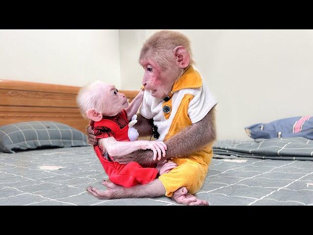 Bibi cried tears of happiness when he met baby monkey again after many days apar!