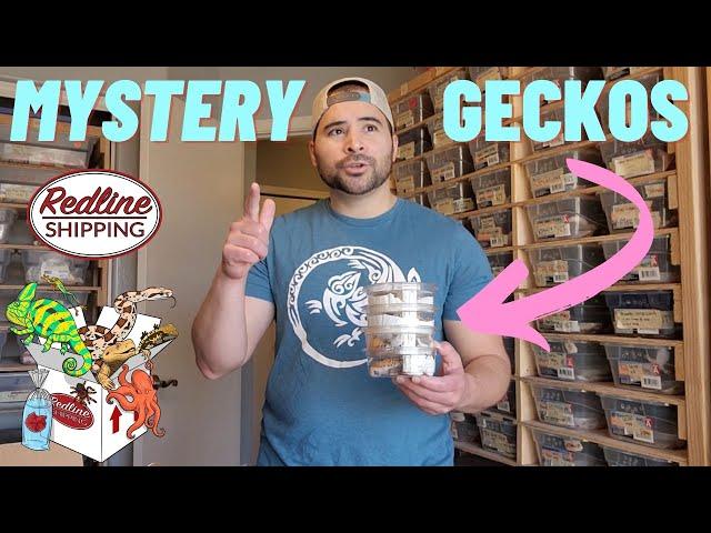 Unboxing 4 mystery LEOPARD GECKOS | FedEx | Redline Shipping - ANNOUNCEMENTS (2023)