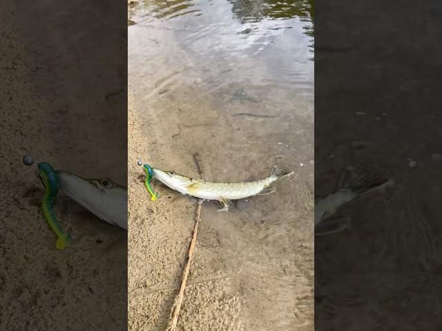 Щука в траве! Рыбалка на Спиннинг 2025!#fishing #рыбалка #спиннинг #щука