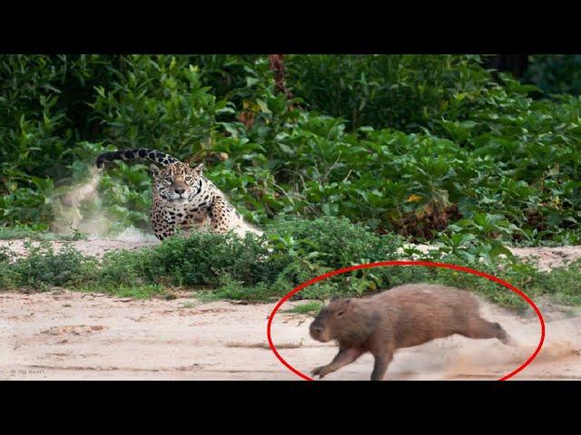 Chui JAGUAR alivyochakaza kiumbe CAPYBARA exciting jaguar vs capybara