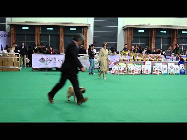 2016 HKKC 211 Dog Show Pug