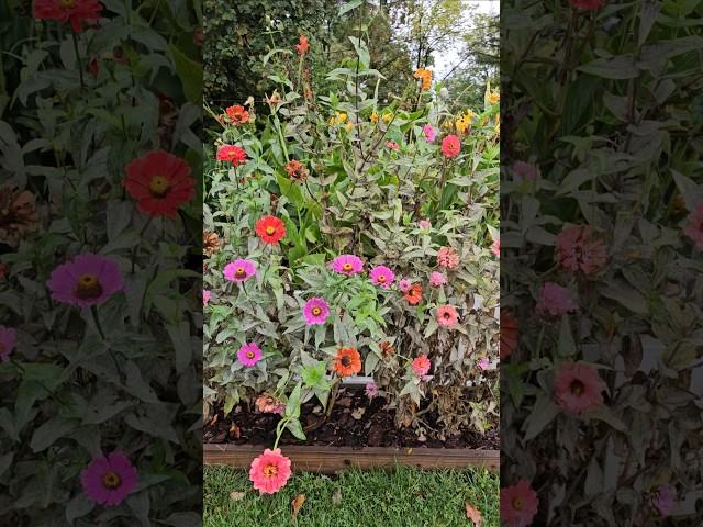 Bye Bye Zinnias ... you were very good while you lasted.