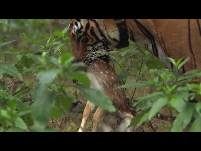 Tiger Hunts Lone Baby Deer | BBC Earth