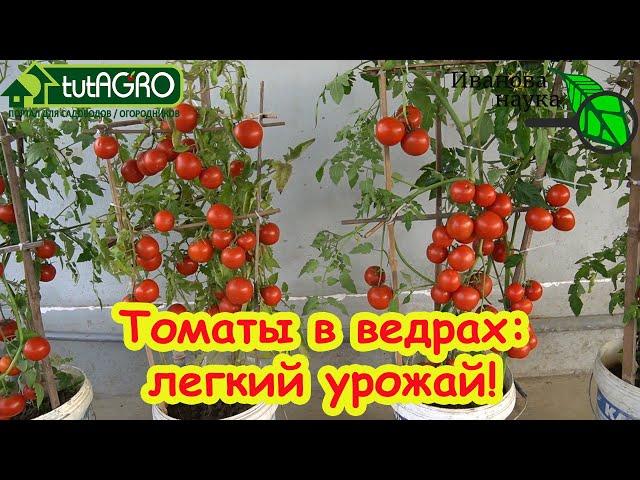 ПО ВЕДРУ ТОМАТОВ с КУСТА! Все дело в особенном поливе! Чудо-раствор для полива. Томаты в ведрах.